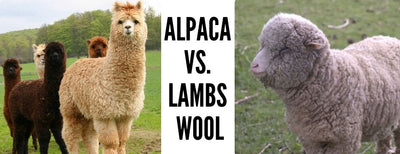 ALPACA VS. LAMBS WOOL