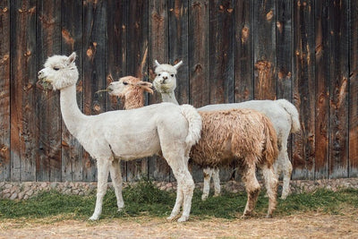 HOW MUCH DO ALPACAS COST?