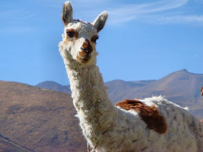 WHY THE ALPACA IS THE BEST FABRIC FOR BABY AND KIDS CLOTHING