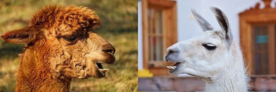 WHAT'S THE DIFFERENCE BETWEEN A LLAMA AND AN ALPACA?